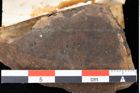 Foto (Detailansicht) von Sphaeria lycobroma Ettingshausen (NHMW-GEO-2024-0188-0037)